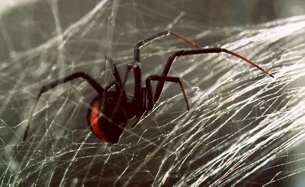Man In Cork Reportedly Killed By Toxic Spider Bite