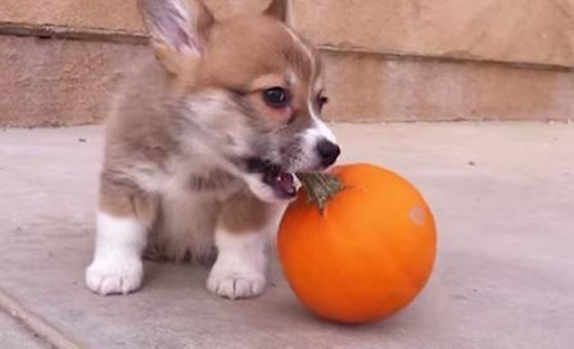Your Friday Aww… a Corgi Puppy Playing With a Tiny Pumpkin