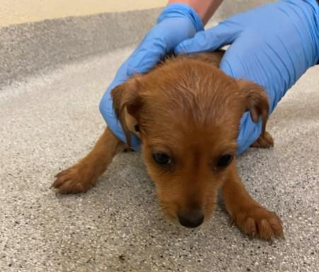 Gardaí rescue 11 puppies from North Kildare following welfare concerns