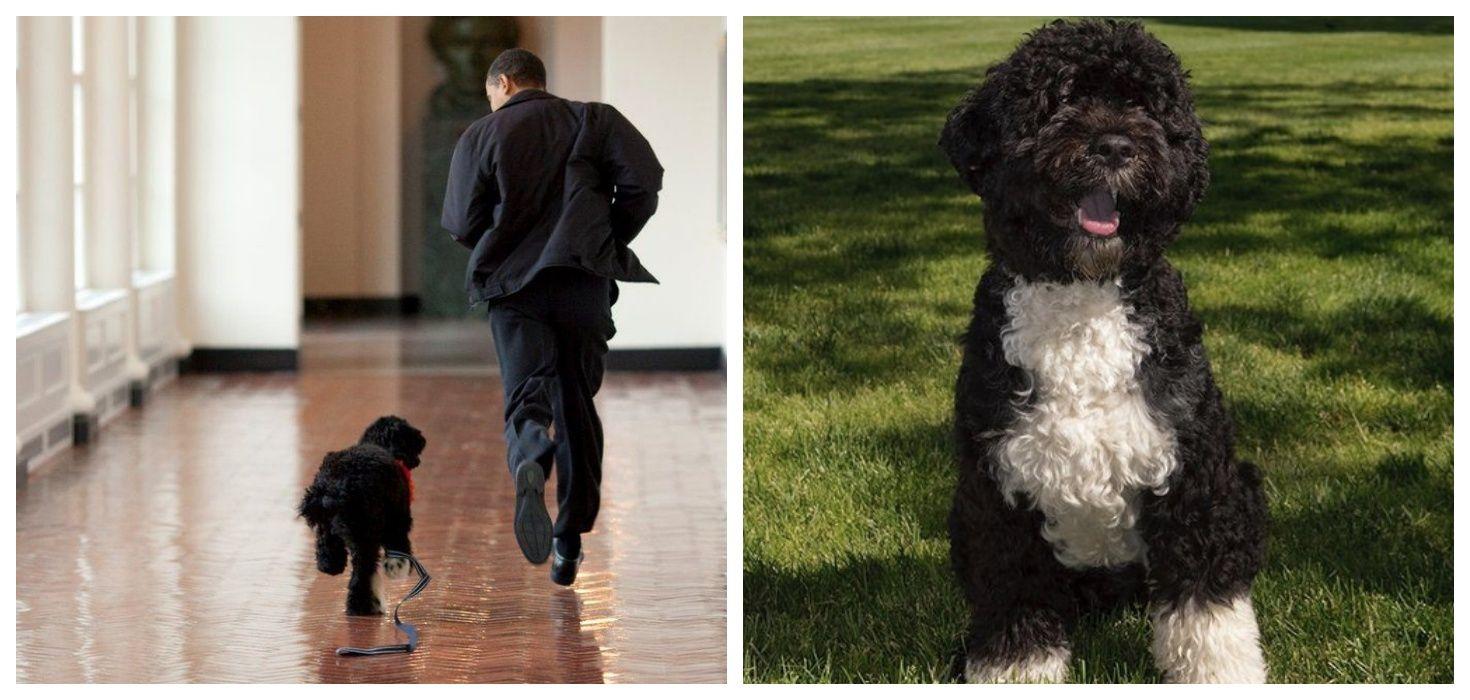 “Our best friend and loyal companion” – Barack and Michelle Obama’s dog, Bo, has died