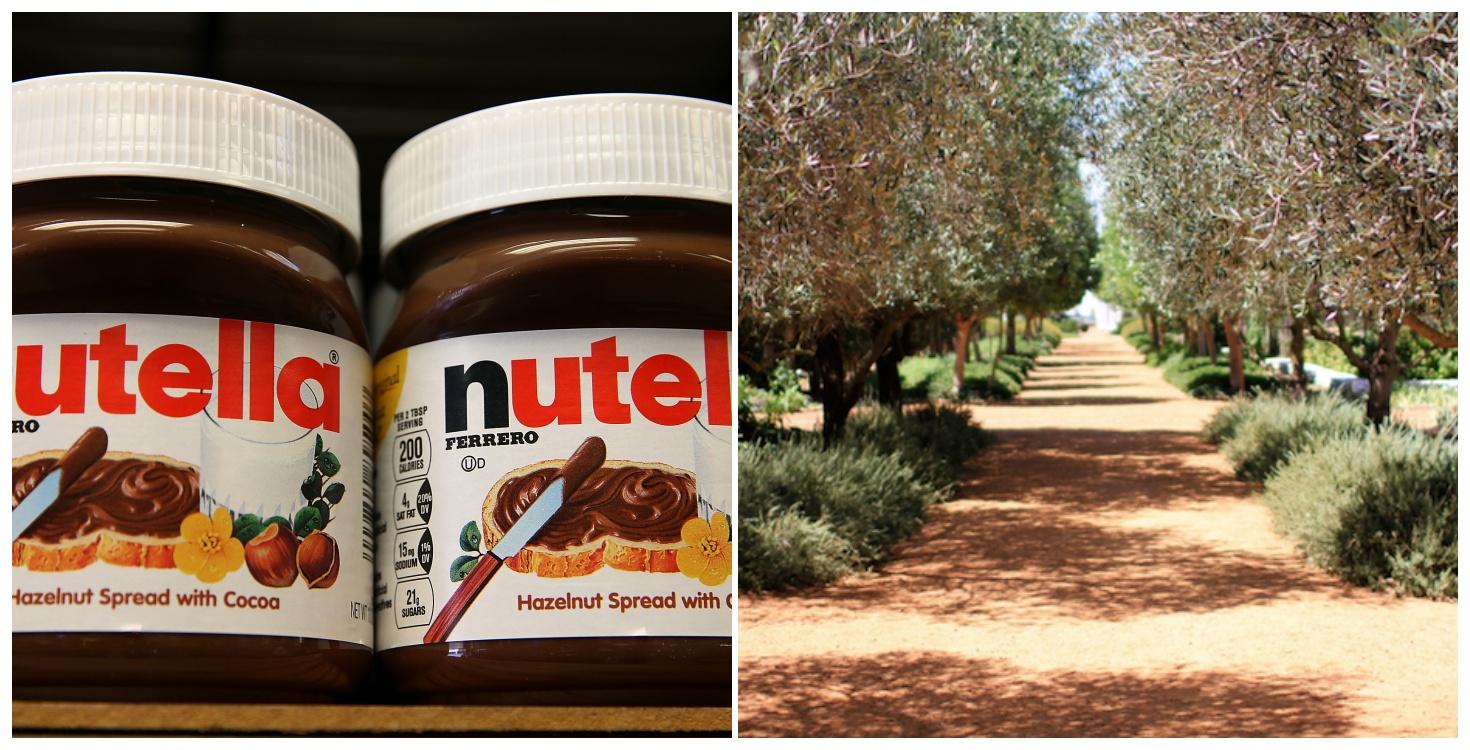 Yikes – turns out our Nutella addiction is having some pretty dire ecological consequences