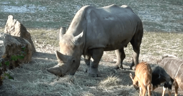 The world’s oldest white rhino has died in Italy The world’s oldest white rhino has died in Italy