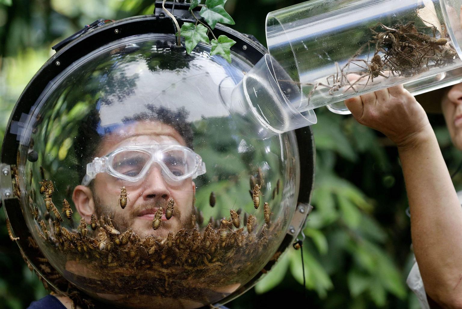 PETA is calling for a boycott of I’m a Celeb for its “cruel” use of animals