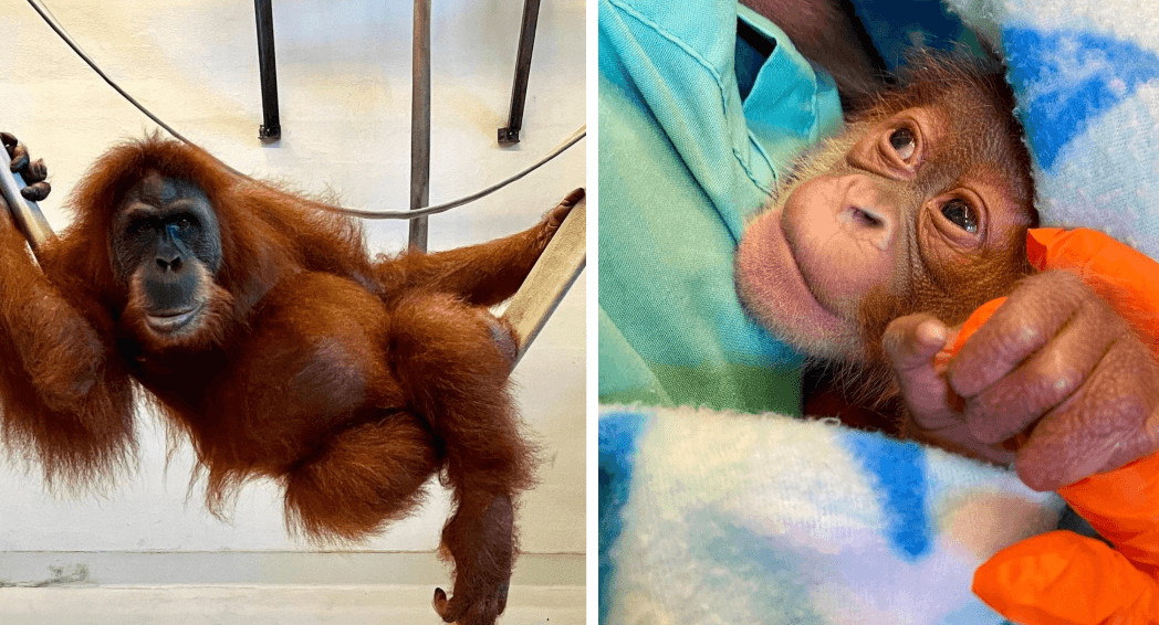 Endangered orangutan gives birth to healthy baby monkey
