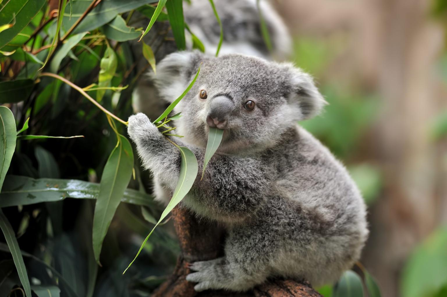 Australia officially classes koalas as an endangered species