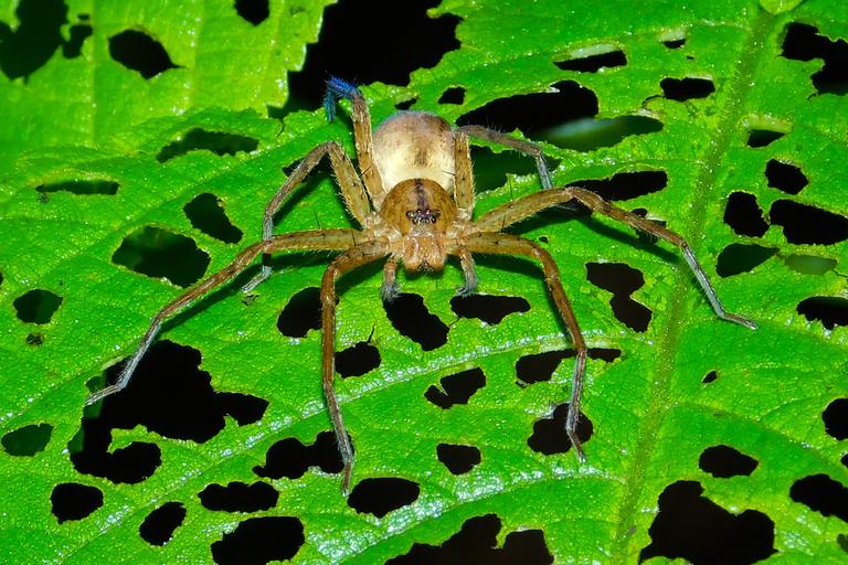 The world’s biggest spider has accidentally ended up in the UK