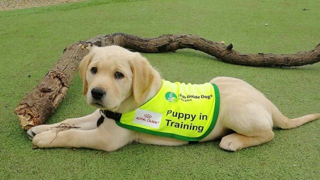 Puppy raisers needed for Irish Guide Dogs for the Blind