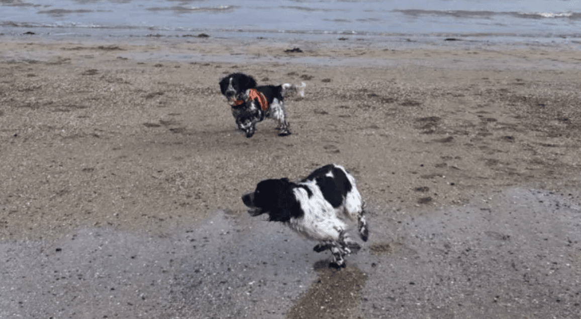 Long-lost dog siblings accidentally reunite on Kerry beach on Christmas Day