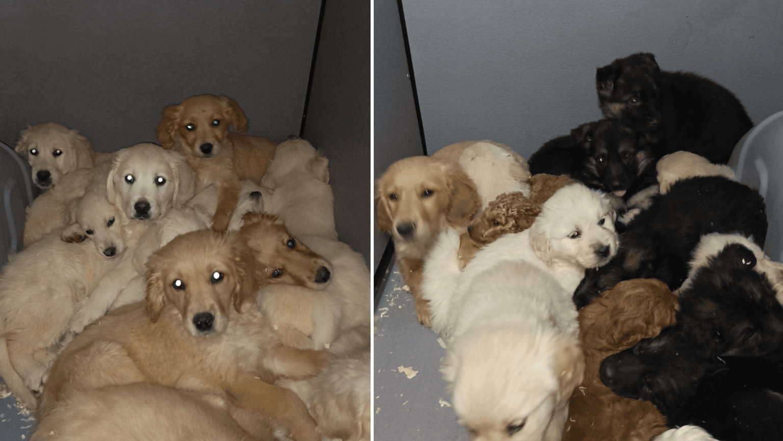 29 puppies rescued from illegal trafficking at Belfast Port