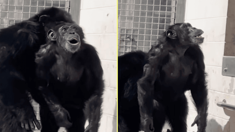 Heartwarming footage shows moment chimp gazes in awe at open sky