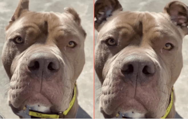 Animal shelter uses AI to highlight the cruel practice of ear cropping on dogs