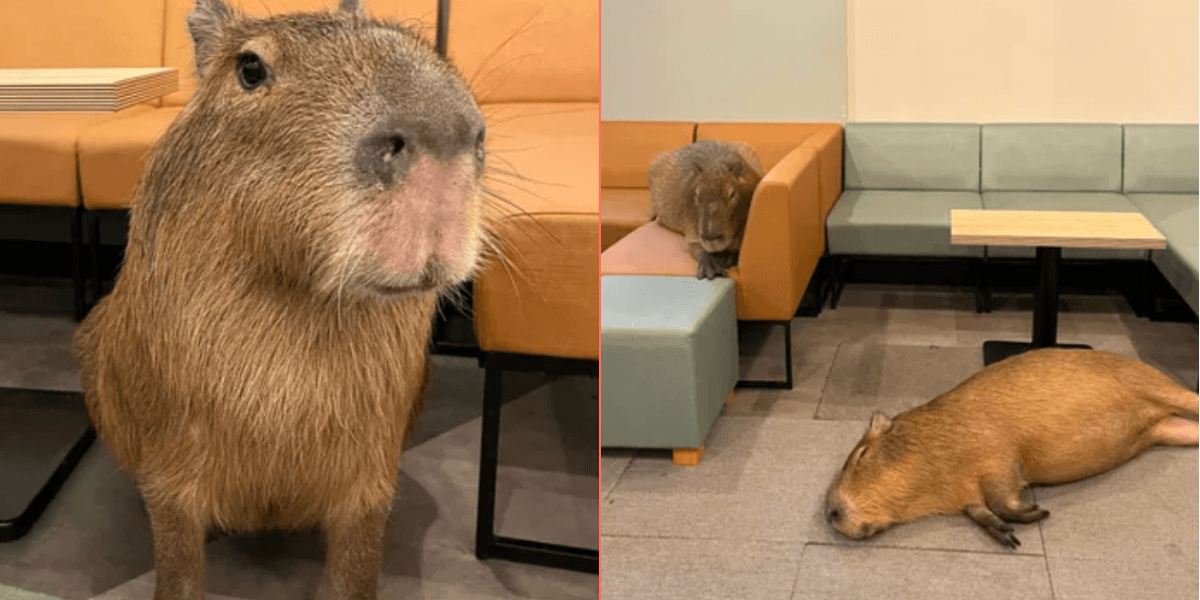 Japan’s capybara cafe puts cat cafes to shame