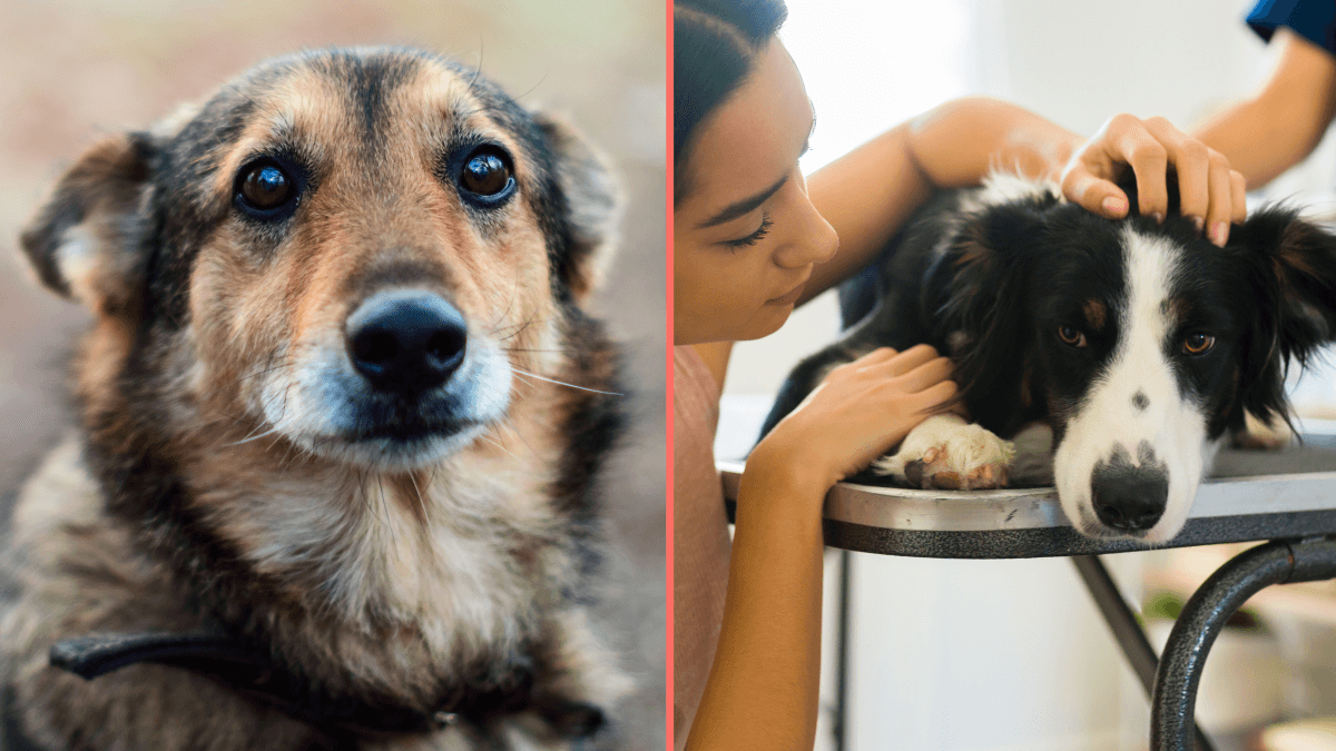 Urgent warning issued to dog walkers as number of pets ‘drop dead’