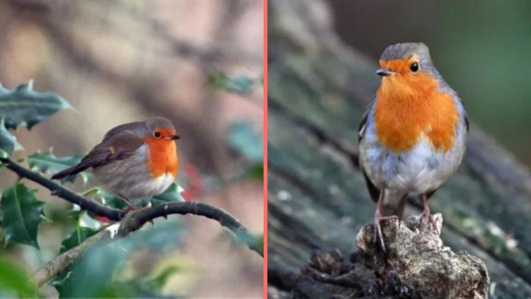 Irish households urged to take action if they see robins in their garden