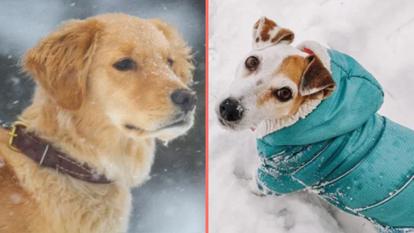 Expert issues warning over when it&#8217;s too cold to walk your dog