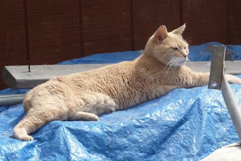 This Mayor is Feline Fine: Locals Vote Cat into Office This Mayor is Feline Fine: Locals Vote Cat into Office