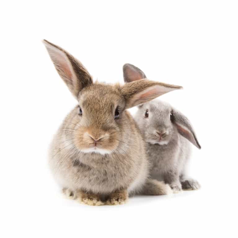 Against Animal Testing? Here’s Our Favourite Animal Friendly Brands Against Animal Testing? Here’s Our Favourite Animal Friendly Brands