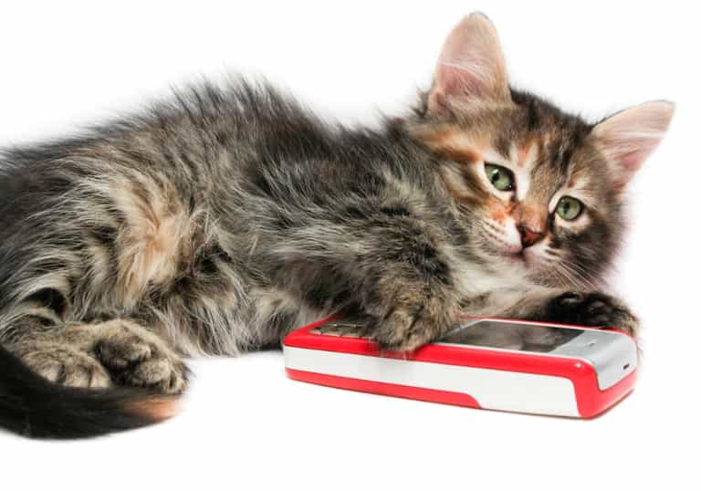 Does Your Cat Need This New iPad App? Does Your Cat Need This New iPad App?
