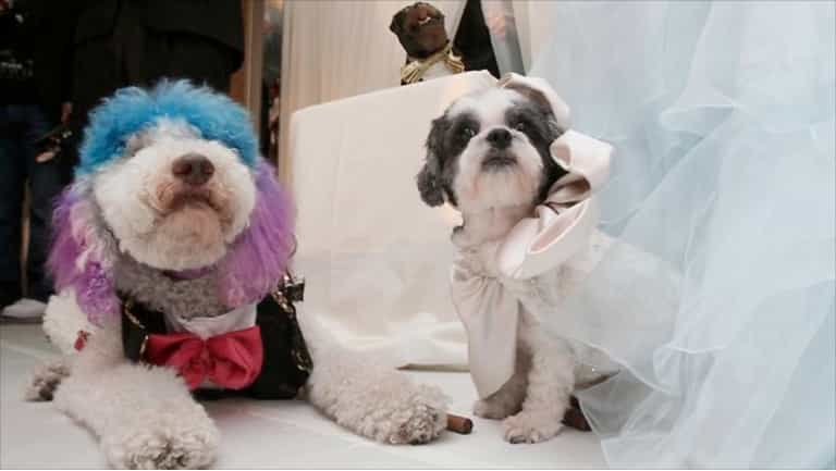 Wealthy Pooches Tie The Knot In Lavish New York Ceremony Wealthy Pooches Tie The Knot In Lavish New York Ceremony