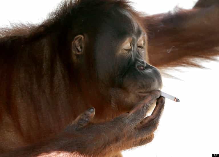Holy Smokes! Zookeepers Want Orangutan Tori to Quit Smoking Holy Smokes! Zookeepers Want Orangutan Tori to Quit Smoking