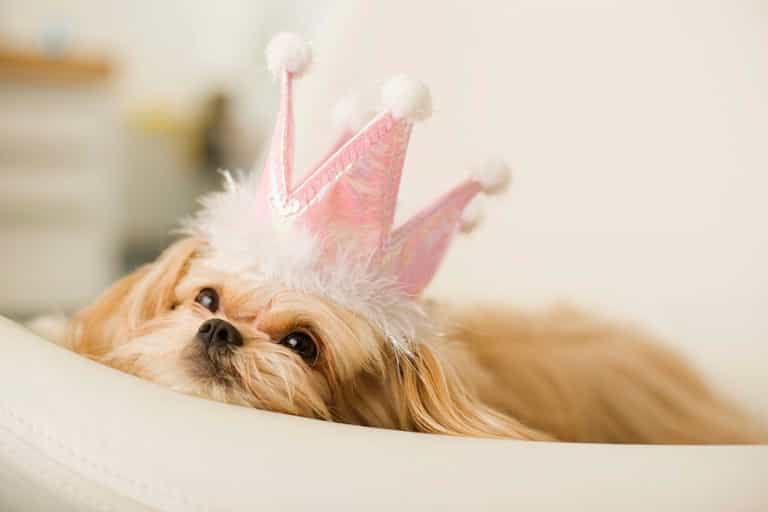 The Latest Blog Mania Is All About The Canines The Latest Blog Mania Is All About The Canines