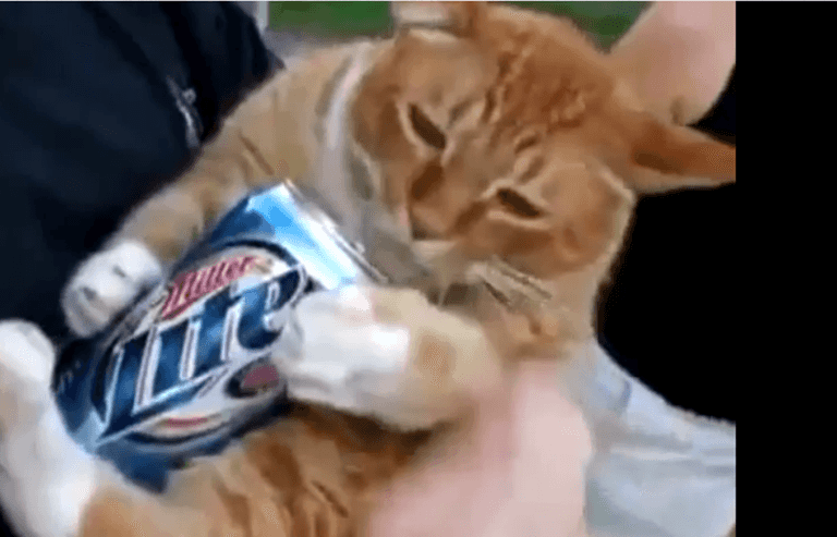 Supping It Up! This Cat Likes Nothing Better Than To Relax With A Beer Supping It Up! This Cat Likes Nothing Better Than To Relax With A Beer