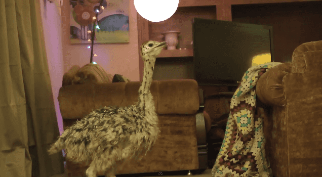Fun with Fuzzy Friends: Baby Ostriches and Emu Chicks Have a Dance Party Fun with Fuzzy Friends: Baby Ostriches and Emu Chicks Have a Dance Party