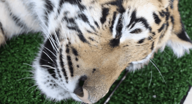 VIDEO: This Sleepy Tiger is Definitely Not Feeling the Whole Monday Thing VIDEO: This Sleepy Tiger is Definitely Not Feeling the Whole Monday Thing