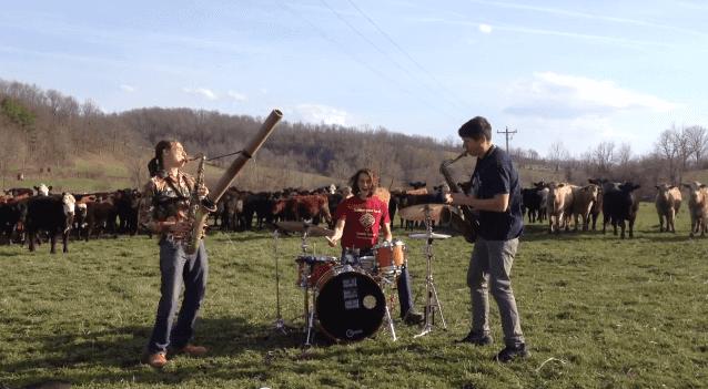 Seriously Creative Moosic: Jazz Band Play Tunes to a Herd of Nervous Cattle Seriously Creative Moosic: Jazz Band Play Tunes to a Herd of Nervous Cattle