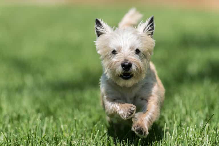 Video: Dog Keeps in Tip Top Shape Wearing One of the Most Unusual Workout Outifts Video: Dog Keeps in Tip Top Shape Wearing One of the Most Unusual Workout Outifts