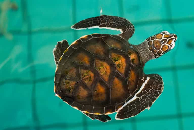 VIDEO: Wait for it… Turtle Makes a Magical Jump Into the Water VIDEO: Wait for it… Turtle Makes a Magical Jump Into the Water