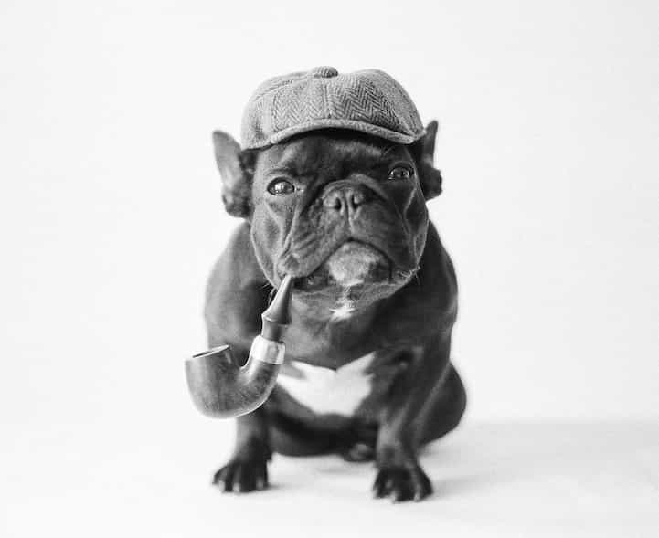 In Photos: Magnifique! Adorable French Bulldog Likes to Play Dress Up In Photos: Magnifique! Adorable French Bulldog Likes to Play Dress Up