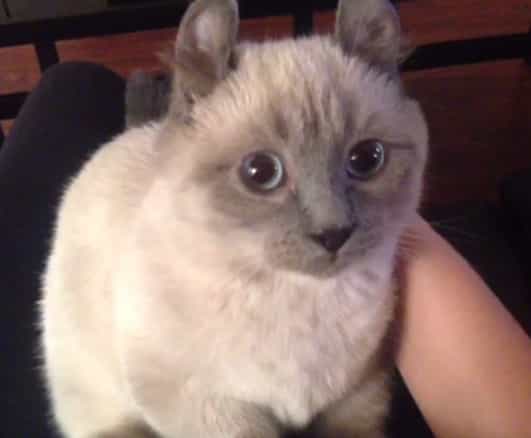 Video: Meet Yoda, the Adorable, Short and Fluffy “Midget” Kitten That Will Brighten Your Day Video: Meet Yoda, the Adorable, Short and Fluffy “Midget” Kitten That Will Brighten Your Day