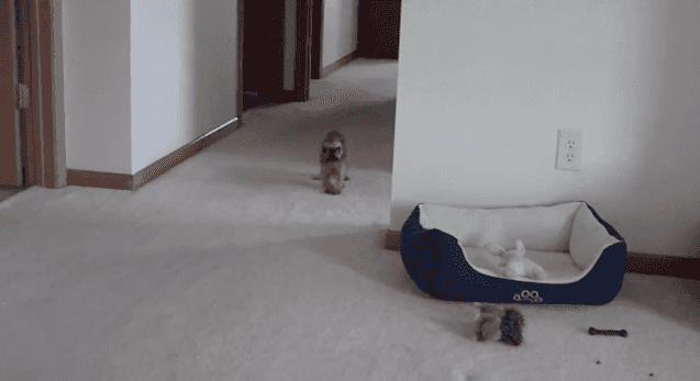 Video: “Can’t Believe You Just Did that to Me!” – Talking Wet Dog Can’t Handle Being Bathed Video: “Can’t Believe You Just Did that to Me!” – Talking Wet Dog Can’t Handle Being Bathed