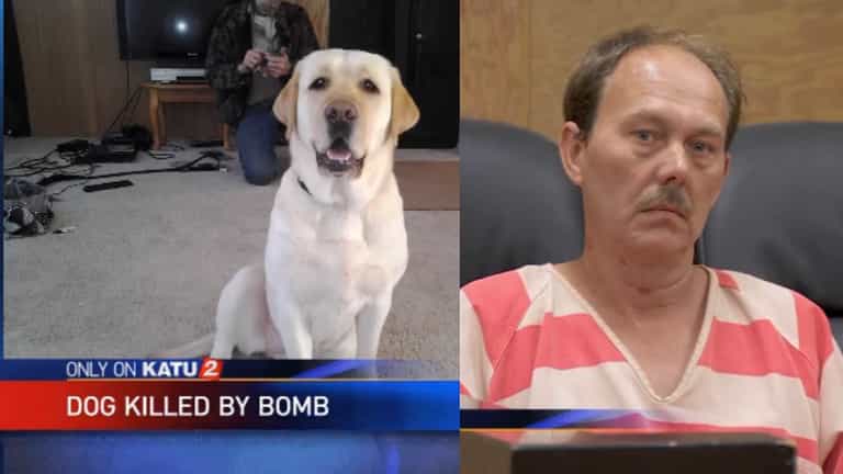 Man Blows up Dog but Won’t Face Animal Cruelty Charges say Prosecutors Man Blows up Dog but Won’t Face Animal Cruelty Charges say Prosecutors