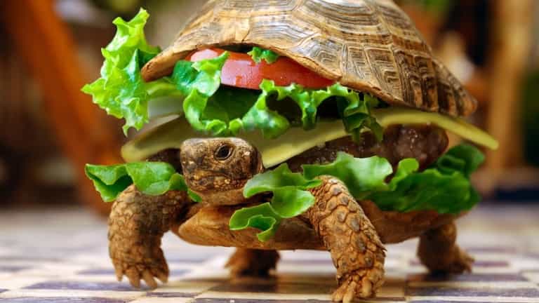 Man Tries to Smuggle Turtle Disguised as a Burger Through Airport Man Tries to Smuggle Turtle Disguised as a Burger Through Airport