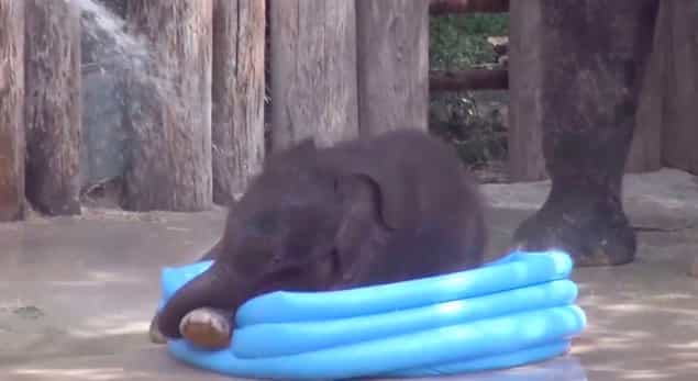 Video: Adorable 3 Week Old Baby Elephant Has a Brilliant Time in a Paddling Pool Video: Adorable 3 Week Old Baby Elephant Has a Brilliant Time in a Paddling Pool