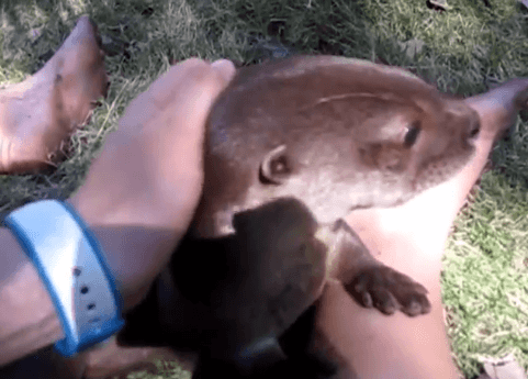 Video: This Delighted Baby Otter is Very Happy to Meet You Video: This Delighted Baby Otter is Very Happy to Meet You