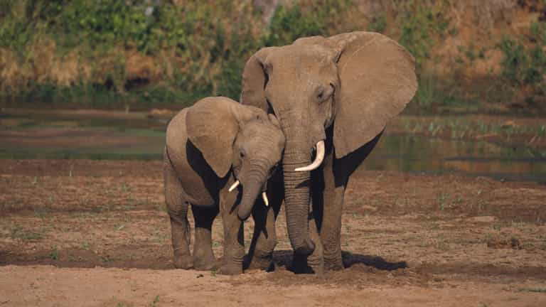 ‘Killed By An Ivory Poacher’s Poisoned Arrow’ – One Of World’s Largest Elephants Dies ‘Killed By An Ivory Poacher’s Poisoned Arrow’ – One Of World’s Largest Elephants Dies