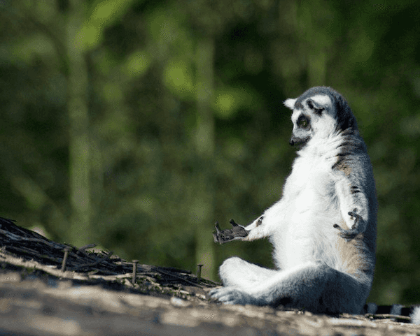 Adorable Lemurs Need To Be Rescued From Extinction Before It’s Too Late Adorable Lemurs Need To Be Rescued From Extinction Before It’s Too Late