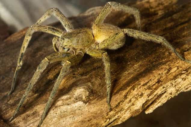 Family Flees Home For Three Days When They Find Killer Spiders Family Flees Home For Three Days When They Find Killer Spiders