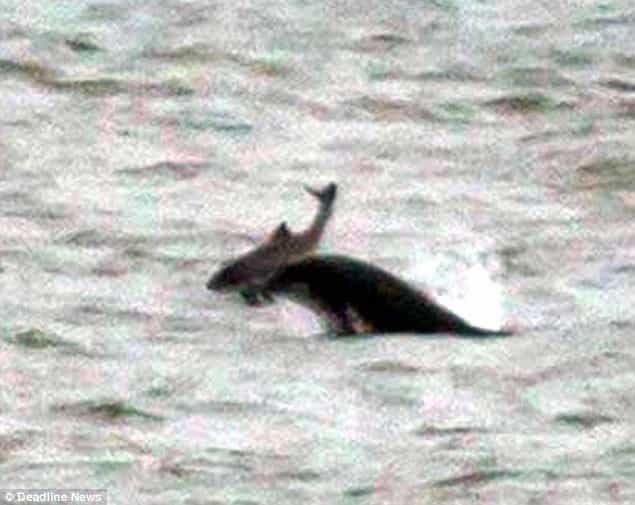Dolphins in Scotland Toss Around and Kill Two Porpoises “Just For Fun” Dolphins in Scotland Toss Around and Kill Two Porpoises “Just For Fun”