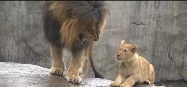 VIDEO – DADDY!!! Lion Cubs Meet Their Father For The First Time But He’s Not Really That Interested VIDEO – DADDY!!! Lion Cubs Meet Their Father For The First Time But He’s Not Really That Interested