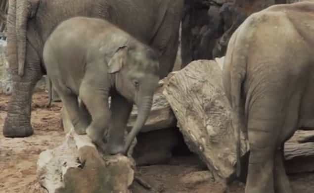 VIDEO: Cute Clip Shows Baby Elephant Stuck On A Log VIDEO: Cute Clip Shows Baby Elephant Stuck On A Log