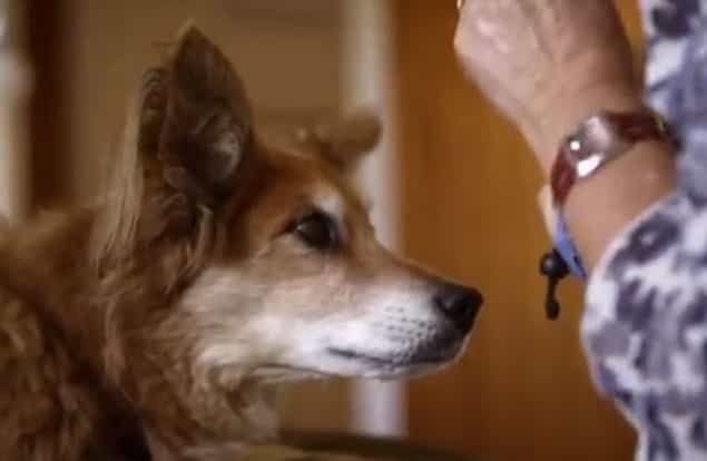 Dog Saves Owner’s Life After Sensing Cancer Dog Saves Owner’s Life After Sensing Cancer