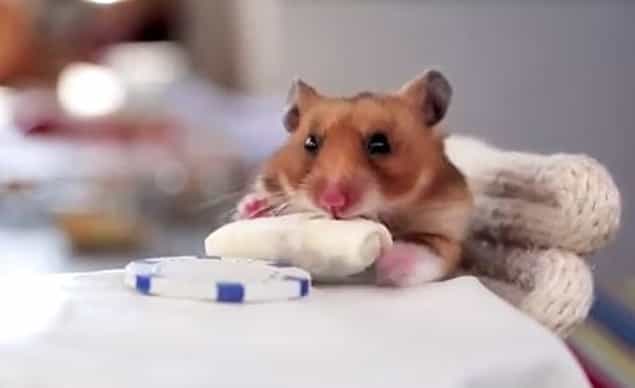 VIDEO: It’s A Tiny Hamster Eating Tiny Burritos VIDEO: It’s A Tiny Hamster Eating Tiny Burritos