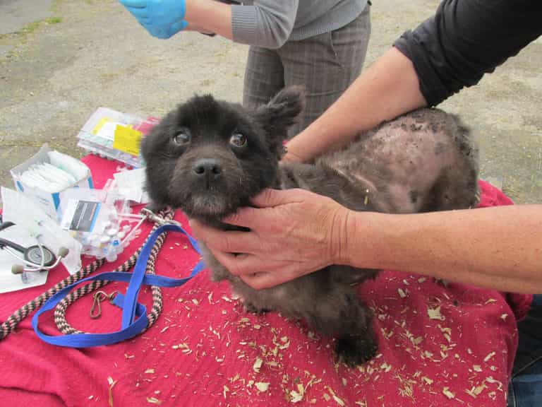ISPCA Issue Urgent Appeal Following the Discovery of 62 dogs at Redundant Breeding Establishment ISPCA Issue Urgent Appeal Following the Discovery of 62 dogs at Redundant Breeding Establishment
