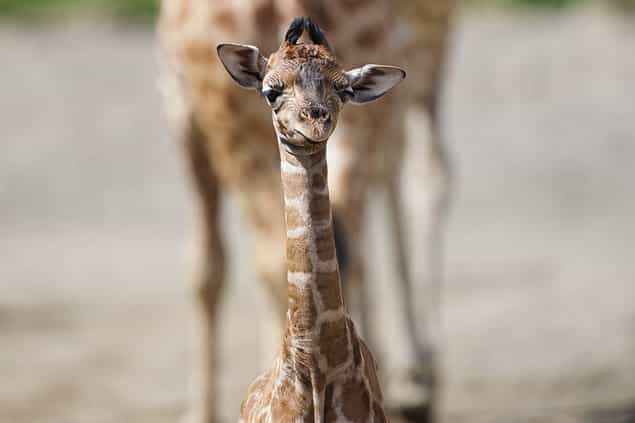 PICTURES: New Giraffe Calf Born At Dublin Zoo PICTURES: New Giraffe Calf Born At Dublin Zoo