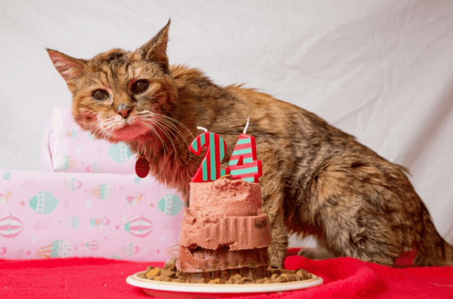 Happy 24th Birthday Poppy! Cat Named World’s Oldest Feline in Guinness Book of Records Happy 24th Birthday Poppy! Cat Named World’s Oldest Feline in Guinness Book of Records