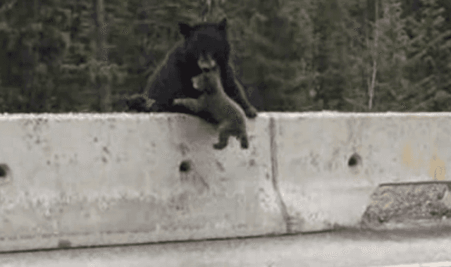 VIDEO: Mother Bear Saves Baby Cub from Busy Canadian Highway VIDEO: Mother Bear Saves Baby Cub from Busy Canadian Highway